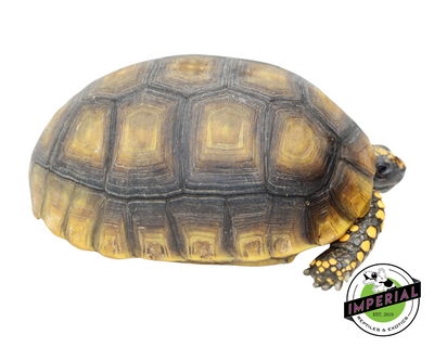 Yellow Foot Tortoise for sale, reptiles for sale, buy animals online, supplies for sale, buy reptiles online