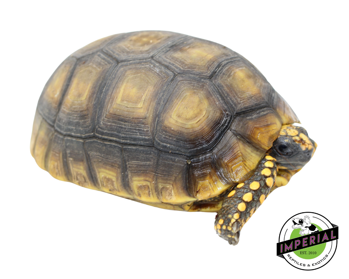 Yellow Foot Tortoise for sale, reptiles for sale, buy animals online, supplies for sale, buy reptiles online