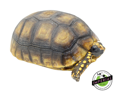 Yellow Foot Tortoise for sale, reptiles for sale, buy animals online, supplies for sale, buy reptiles online