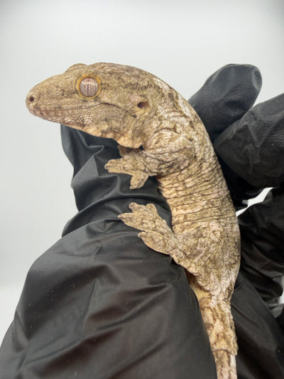 Isle of Pine Leachianus Gecko Male #111825-04