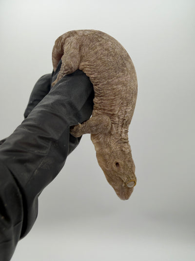 Isle of Pine Leachianus Gecko Male #111825-05