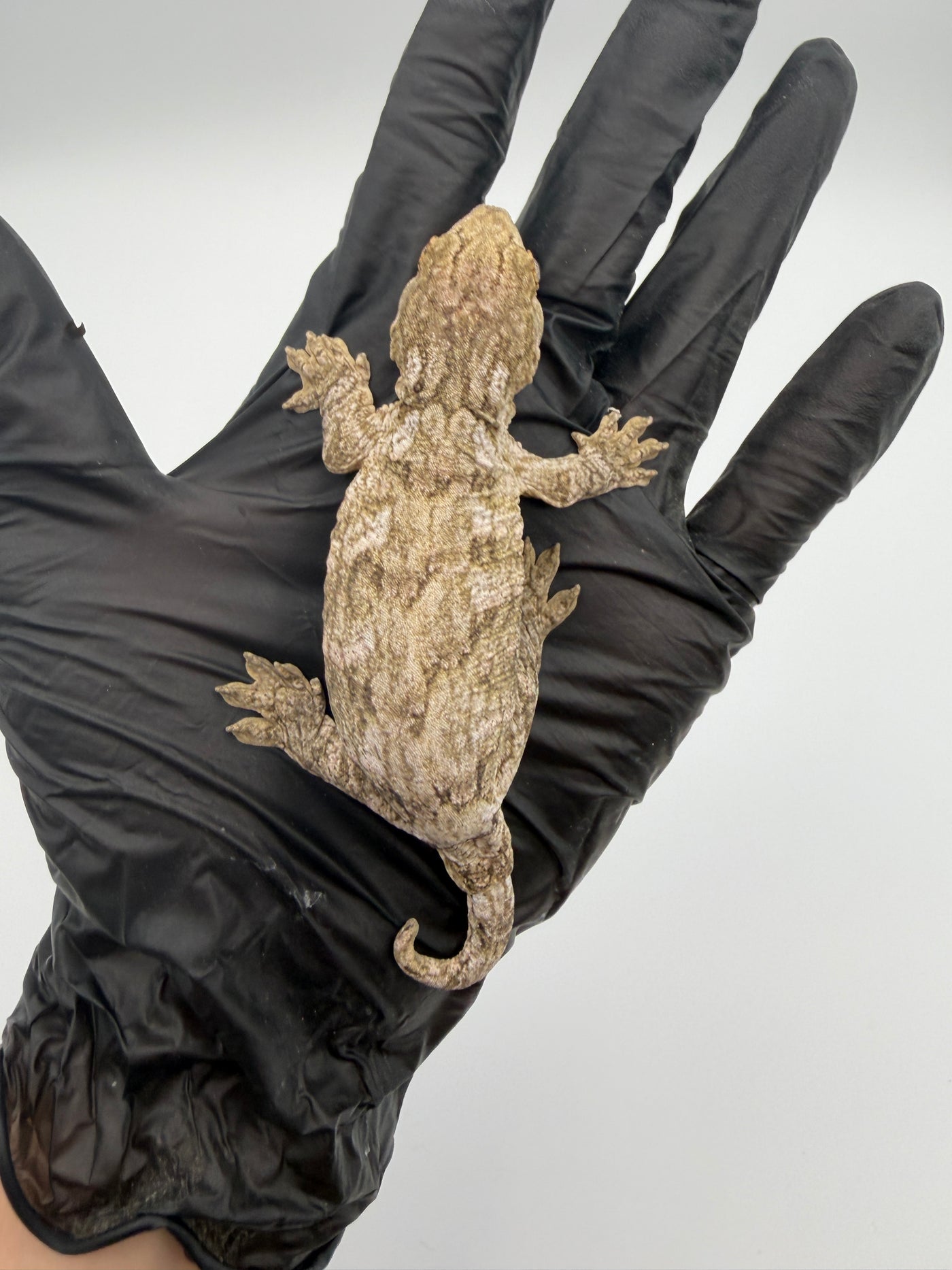 Isle of Pine Leachianus Gecko Male #111825-04