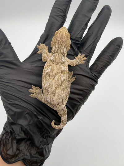 Isle of Pine Leachianus Gecko Male #111825-04