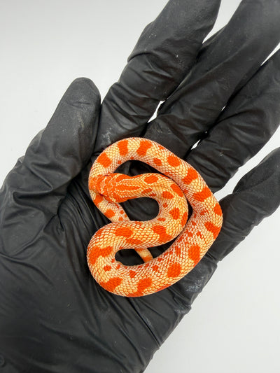 Albino Conda Western Hognose Baby