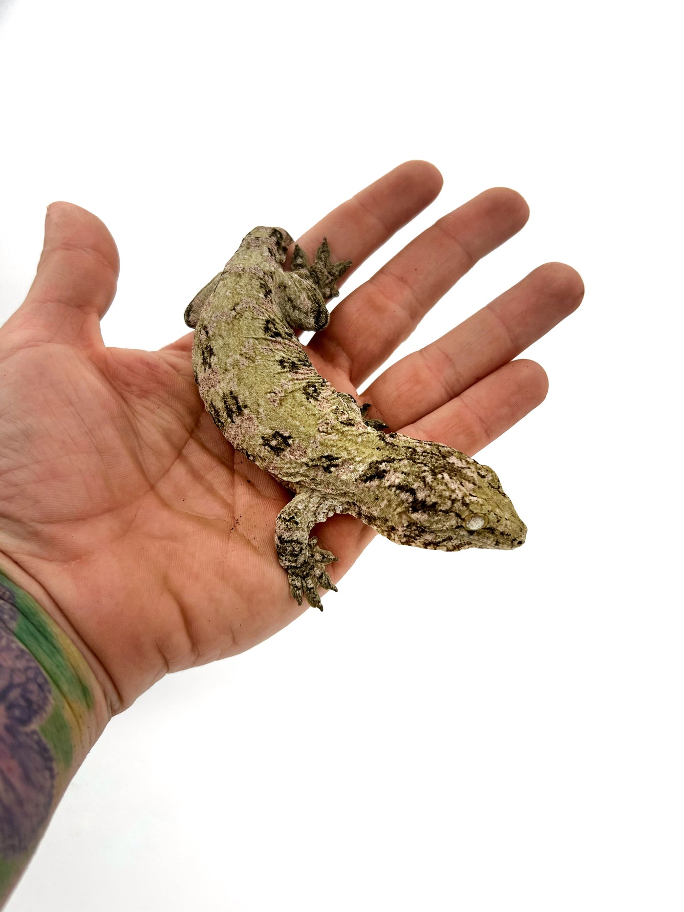 Pure Nuu Ana Leachianus Gecko Male #111825-02