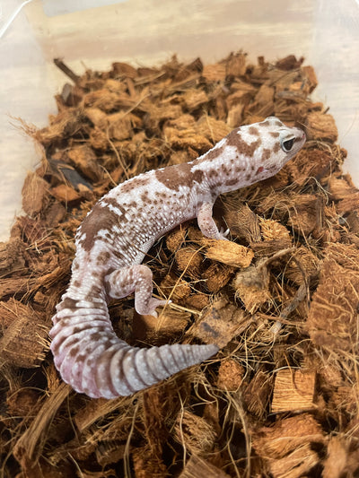 Oreo Zulu African Fat Tail Gecko Adult