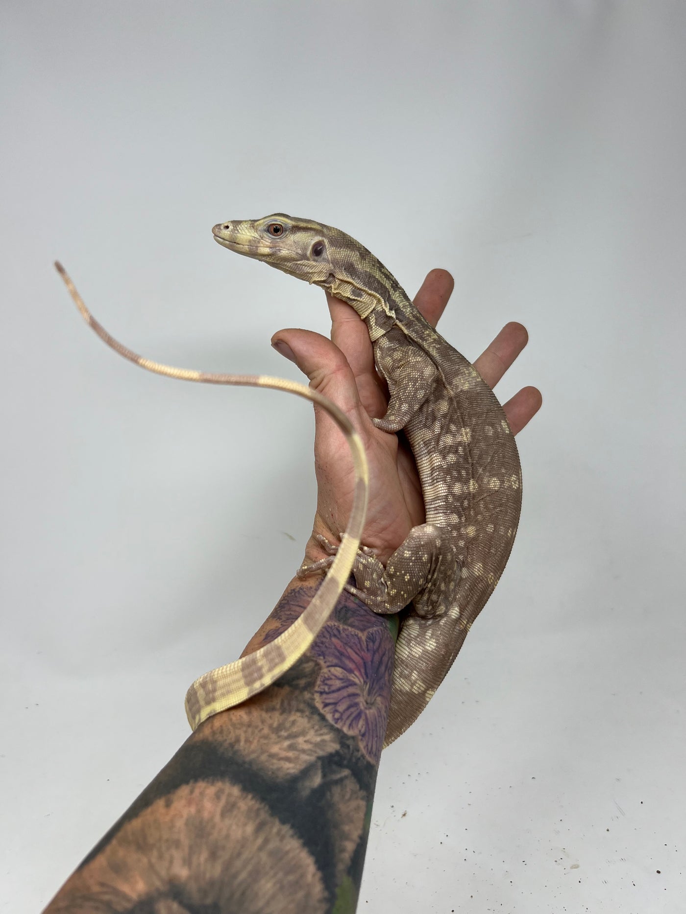 T+ Albino “Chocolate” Water Monitor
