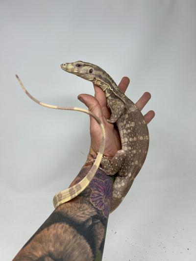 T+ Albino “Chocolate” Water Monitor