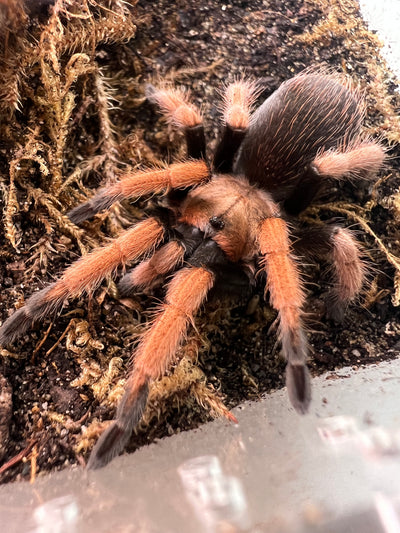 Mexican Red Knee Tarantula (Brachypelma hamorii )