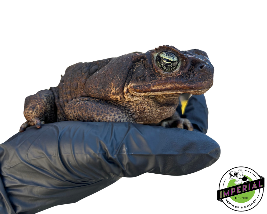 Giant Marine Toad For Sale - Imperial Reptiles – IMPERIAL REPTILES