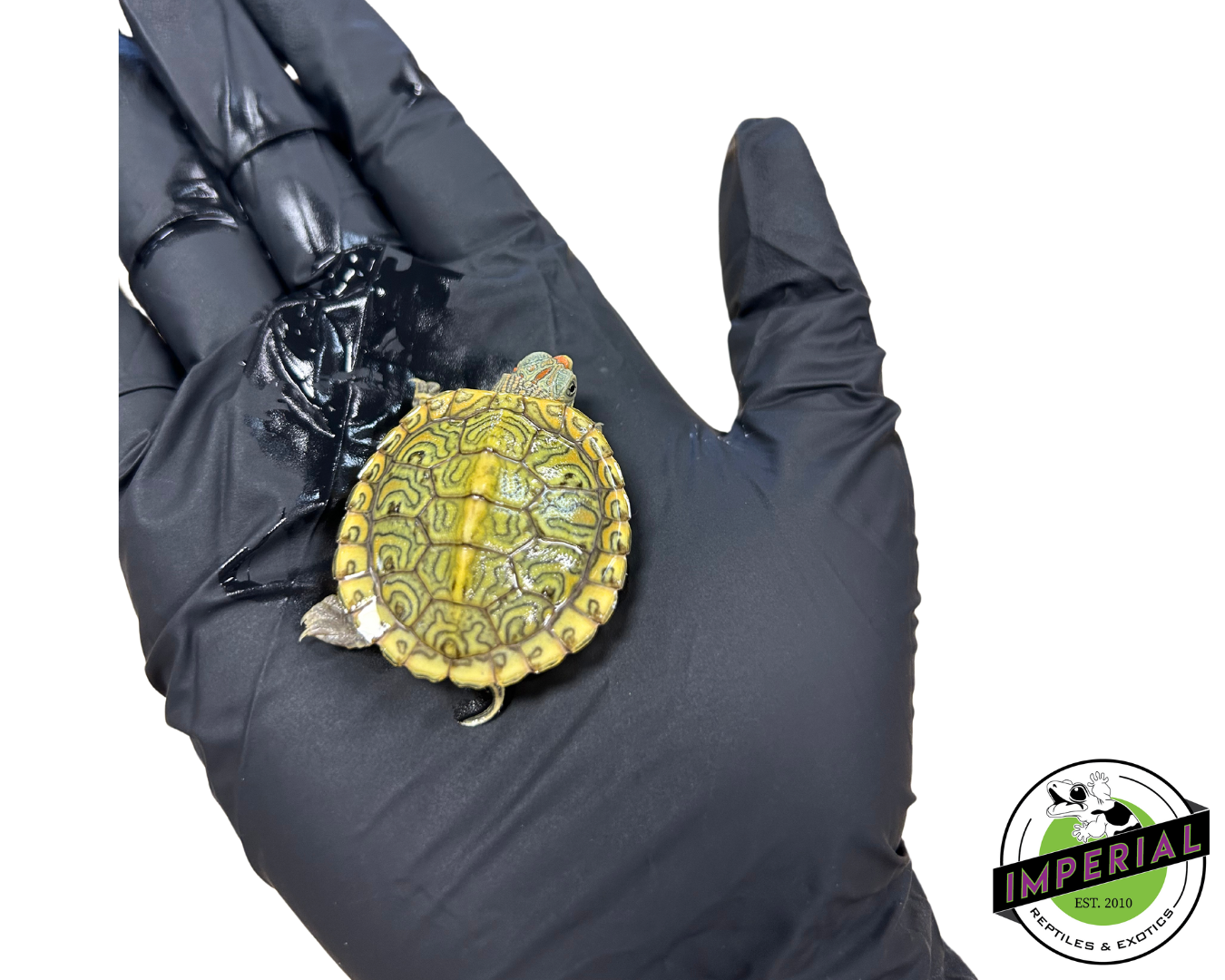 Clown Red Eared Slider for sale, reptiles for sale, buy reptiles online