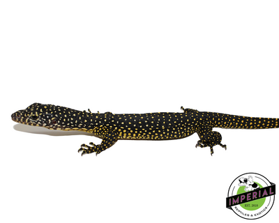 Merauke Mangrove Monitor for sale, reptiles for sale, buy reptiles online