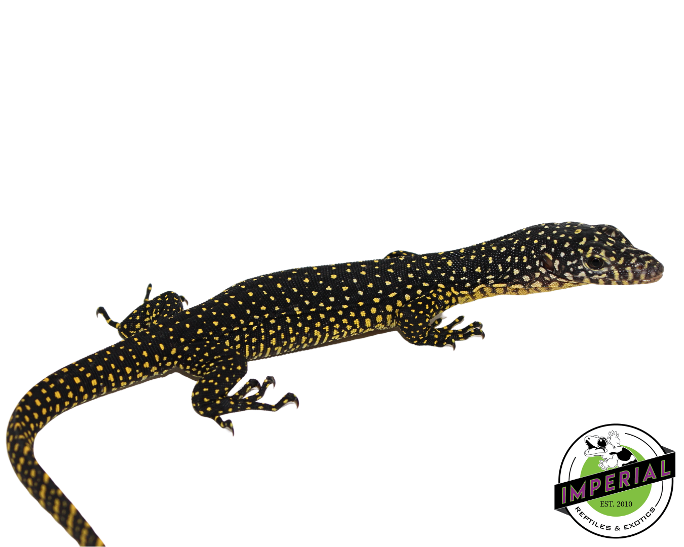 Merauke Mangrove Monitor for sale, reptiles for sale, buy reptiles online