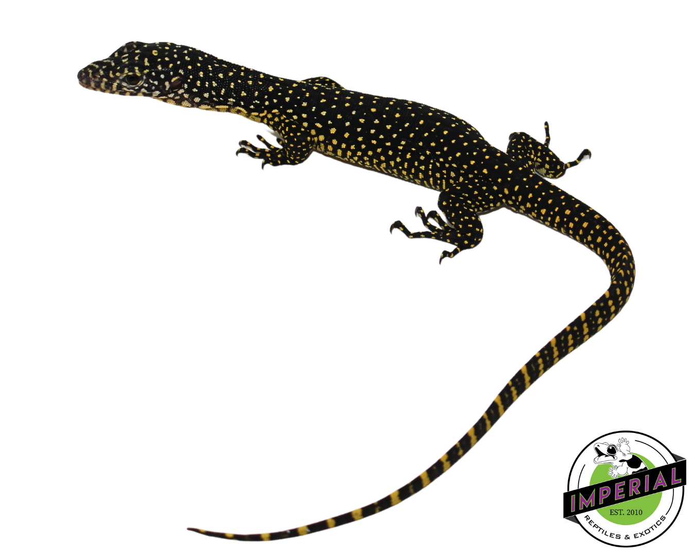 Merauke Mangrove Monitor for sale, reptiles for sale, buy reptiles online