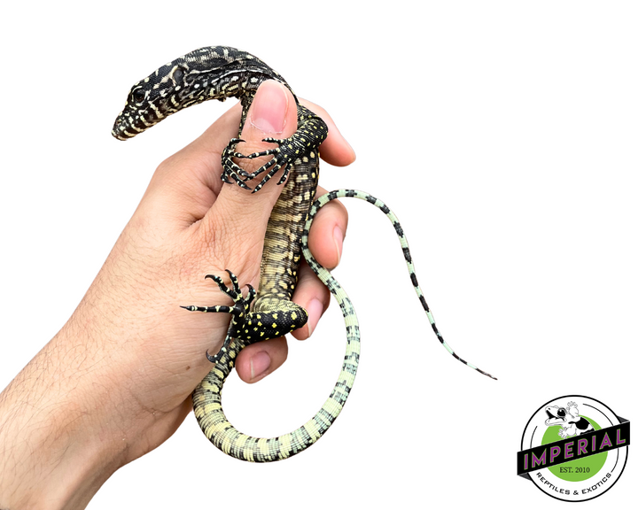 Lizard Leg Effects BLUE TAIL ベース用ブースター