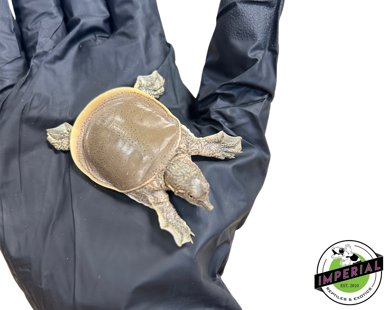 Spiny soft shell turtle for sale, reptiles for sale, buy reptiles online, order turtles online