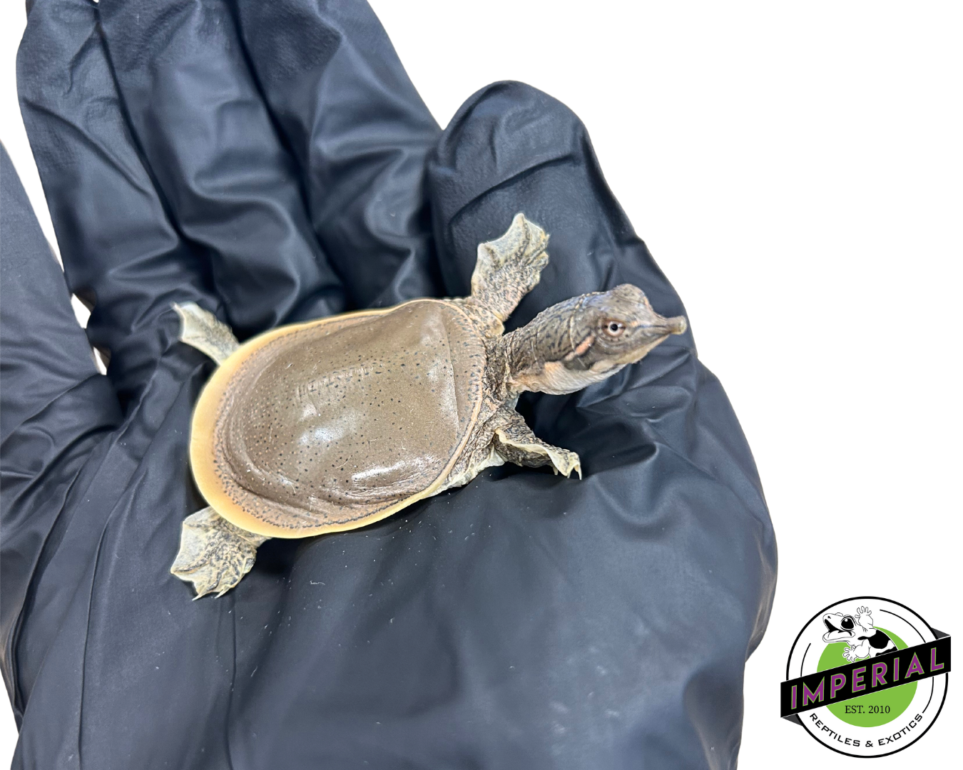 Spiny soft shell turtle for sale, reptiles for sale, buy reptiles online, order turtles online