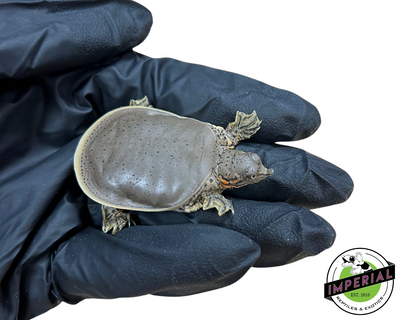 Spiny soft shell turtle for sale, reptiles for sale, buy reptiles online, order turtles online