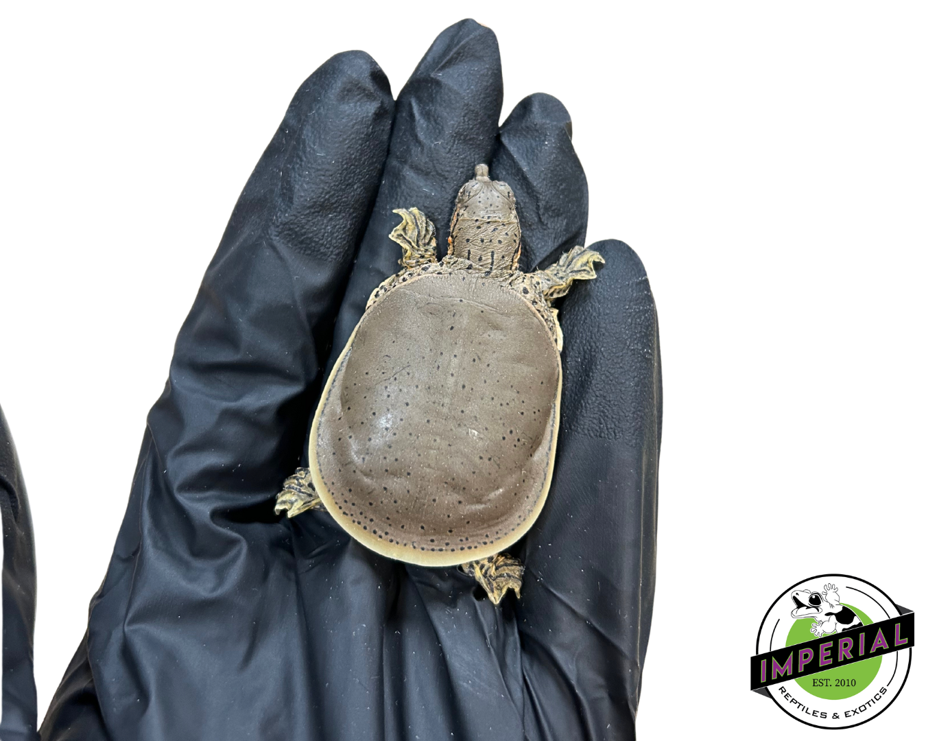 Spiny soft shell turtle for sale, reptiles for sale, buy reptiles online, order turtles online