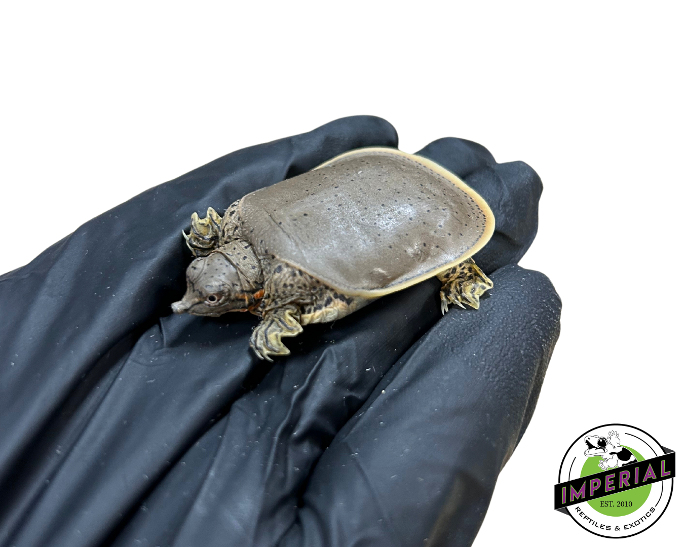 Spiny soft shell turtle for sale, reptiles for sale, buy reptiles online, order turtles online