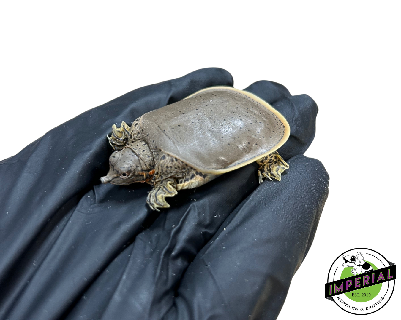 Rare Soft Shell Turtle Spiny Soft Shell Turtle For Sale - Imperial Reptiles – IMPERIAL ...