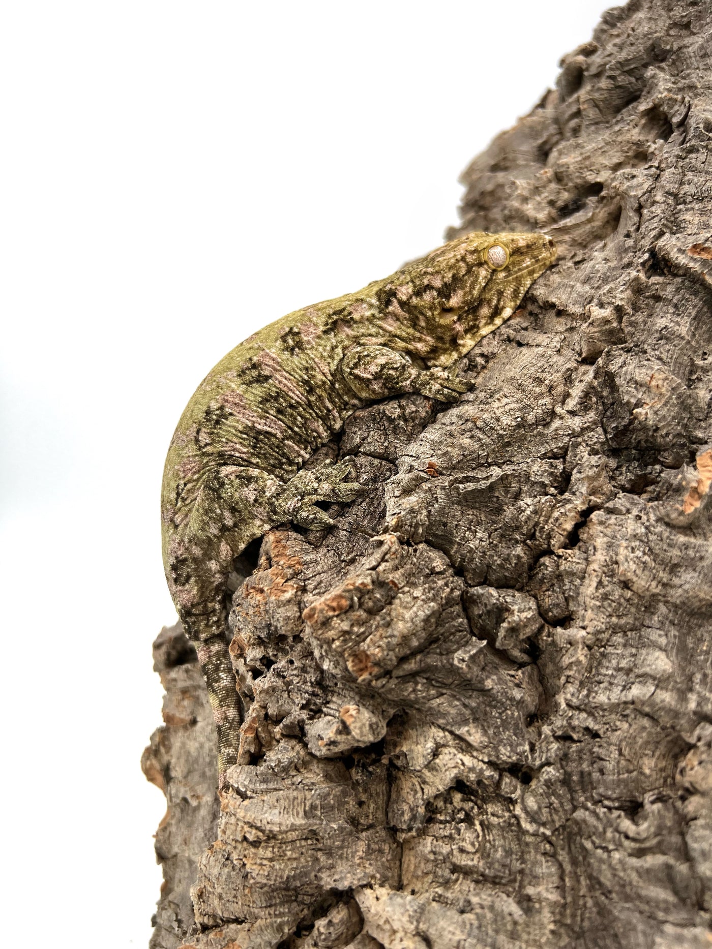 Pure Nuu Ana Leachianus Gecko Male #111825-02