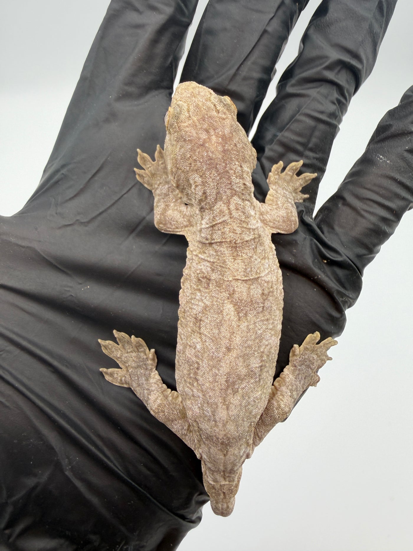 Isle of Pine Leachianus Gecko Male #111825-05