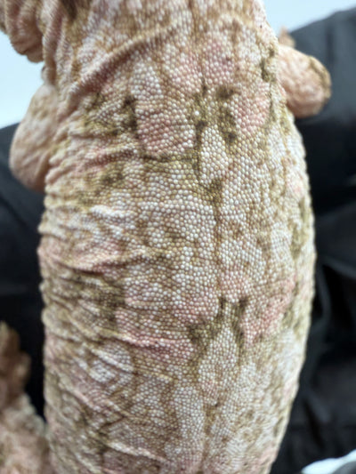 High-Color Isle of Pine Leachianus Gecko Male #111825-06