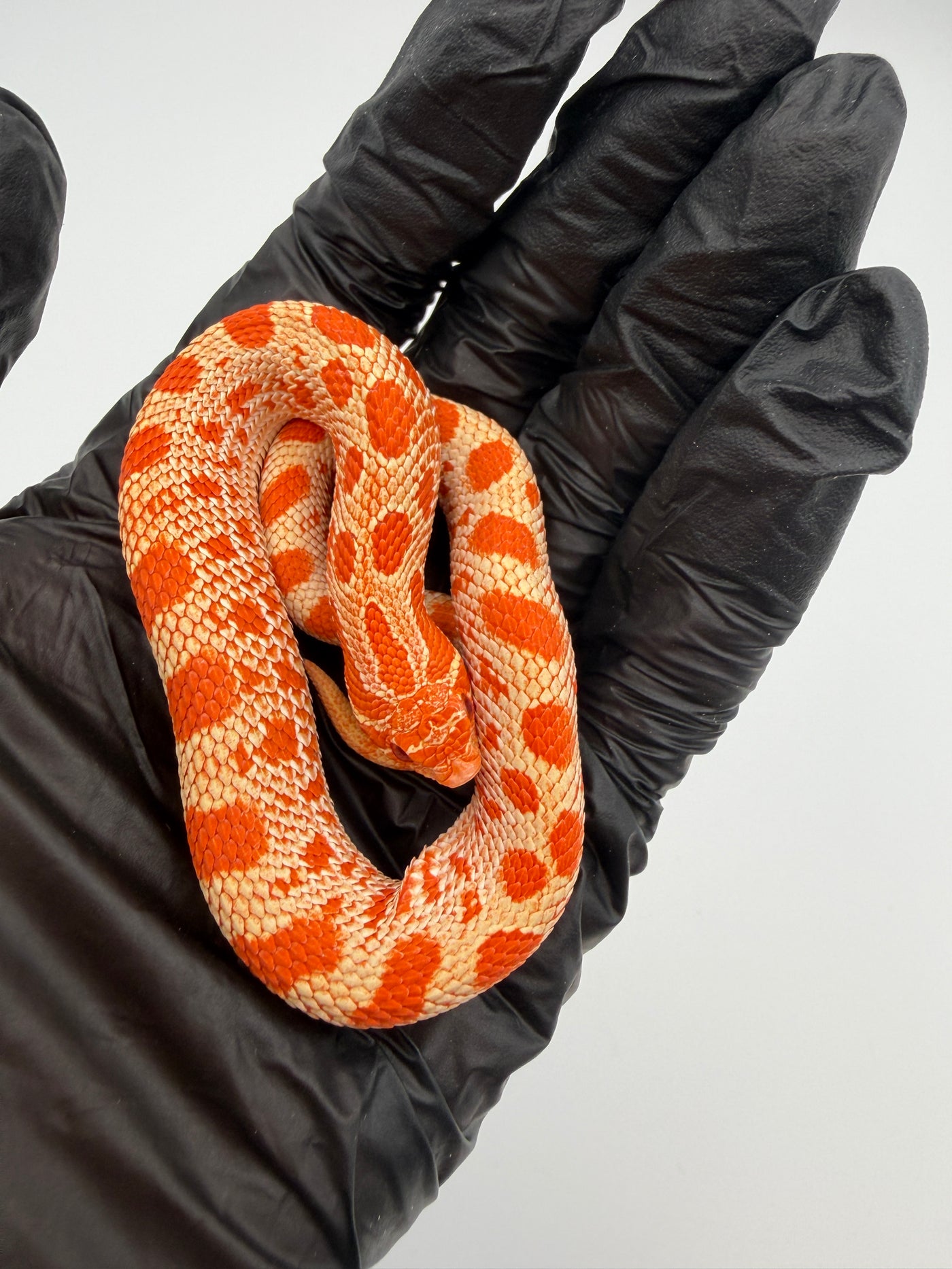 Albino Conda Western Hognose Baby