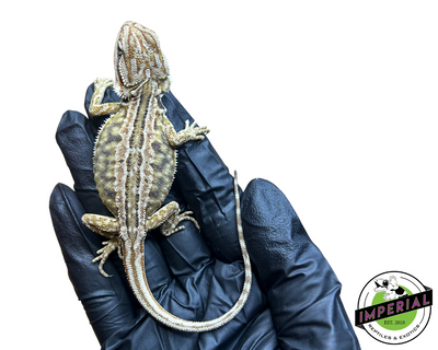 Honeycomb Leatherback Citrus Bearded Dragon Baby for sale, reptiles for sale, buy animals online