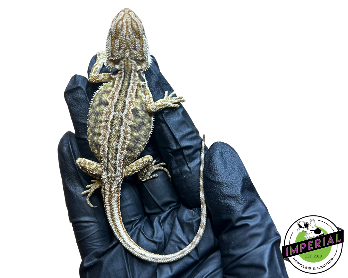 Honeycomb Leatherback Citrus Bearded Dragon Baby for sale, reptiles for sale, buy animals online