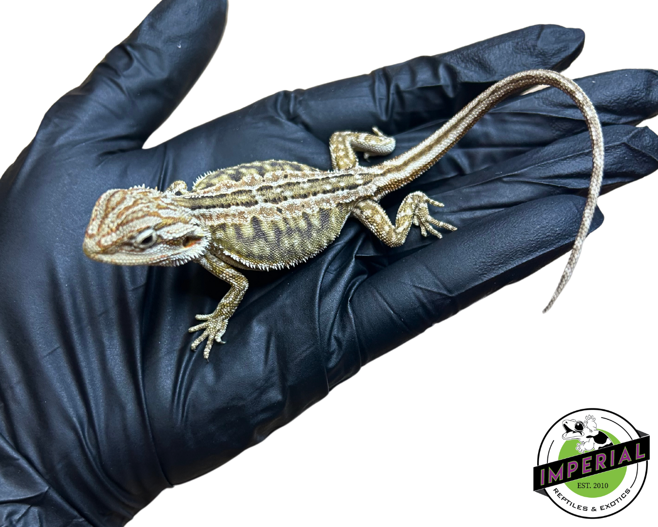 Honeycomb Leatherback Citrus Bearded Dragon Baby for sale, reptiles for sale, buy animals online