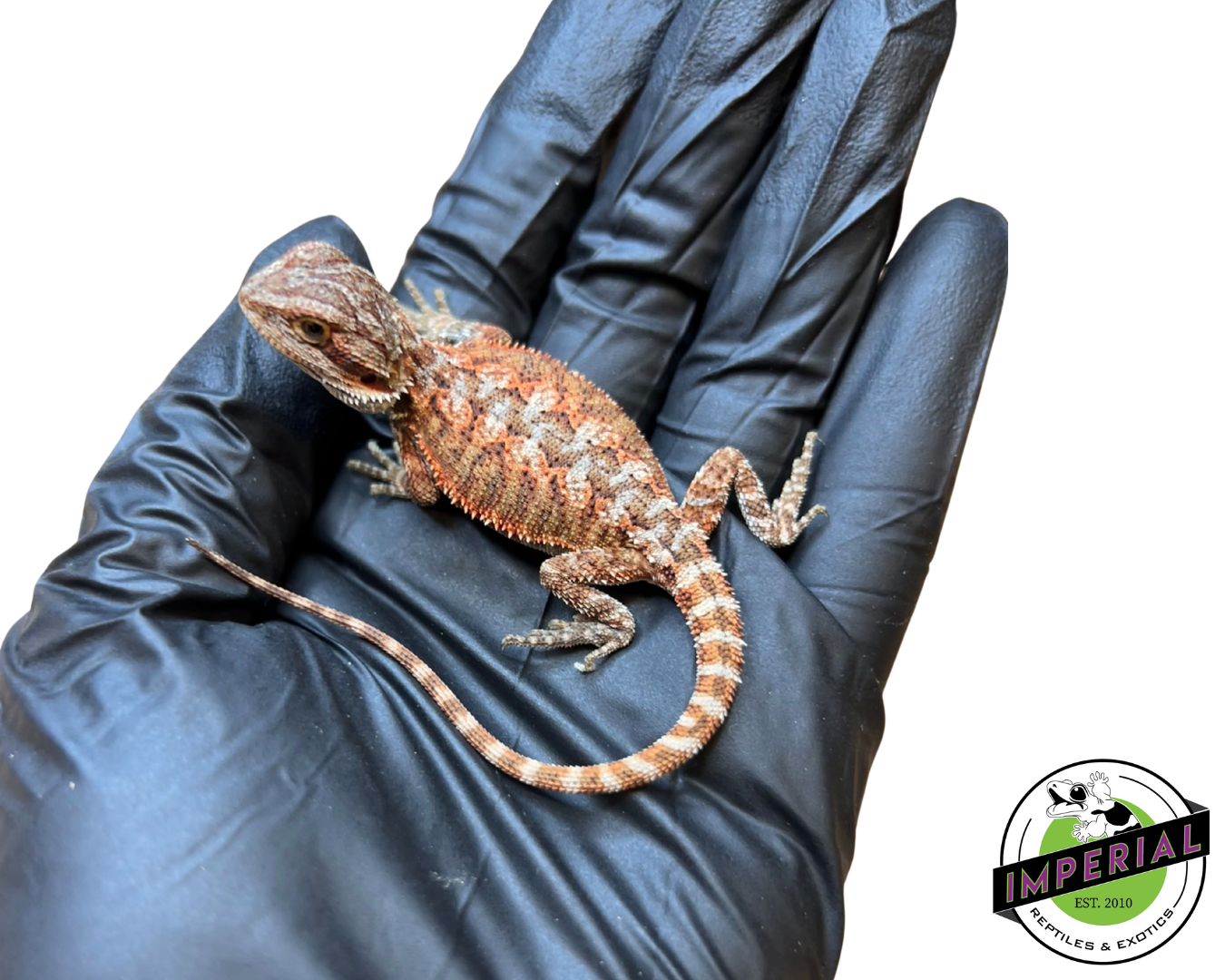 Red Tiger Bearded Dragon Baby for sale, reptiles for sale, buy animals online