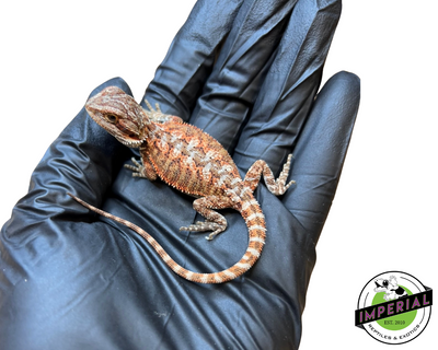 Red Tiger Bearded Dragon Baby for sale, reptiles for sale, buy animals online