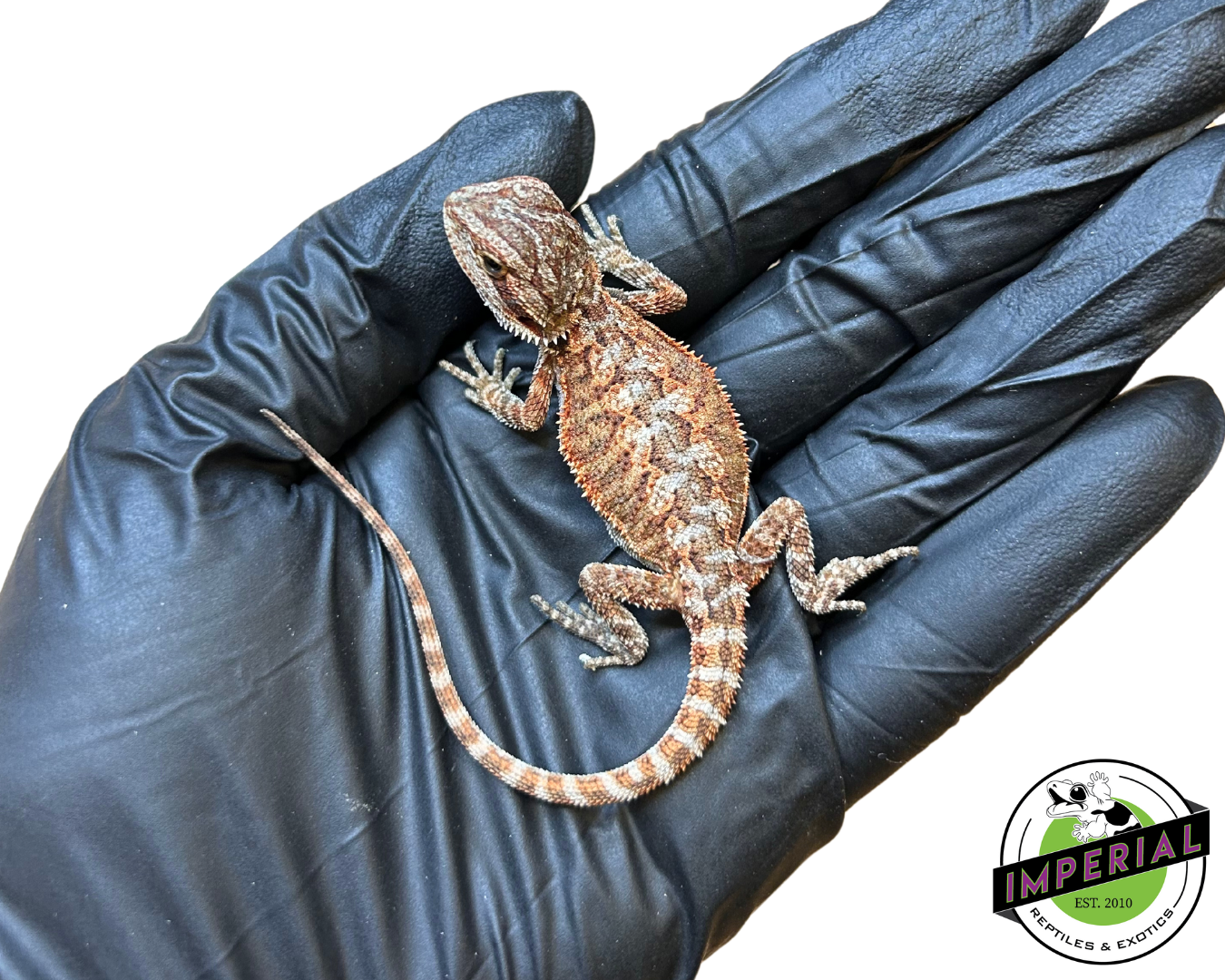 Red Tiger Bearded Dragon Baby for sale, reptiles for sale, buy animals online