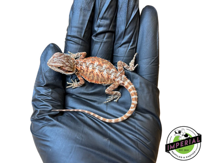 Red Tiger Bearded Dragon Baby for sale, reptiles for sale, buy animals online