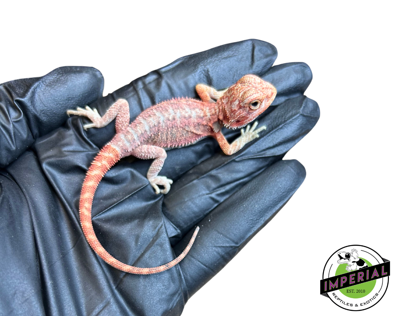 Sakuna Bearded Dragon Baby for sale, reptiles for sale, buy animals online