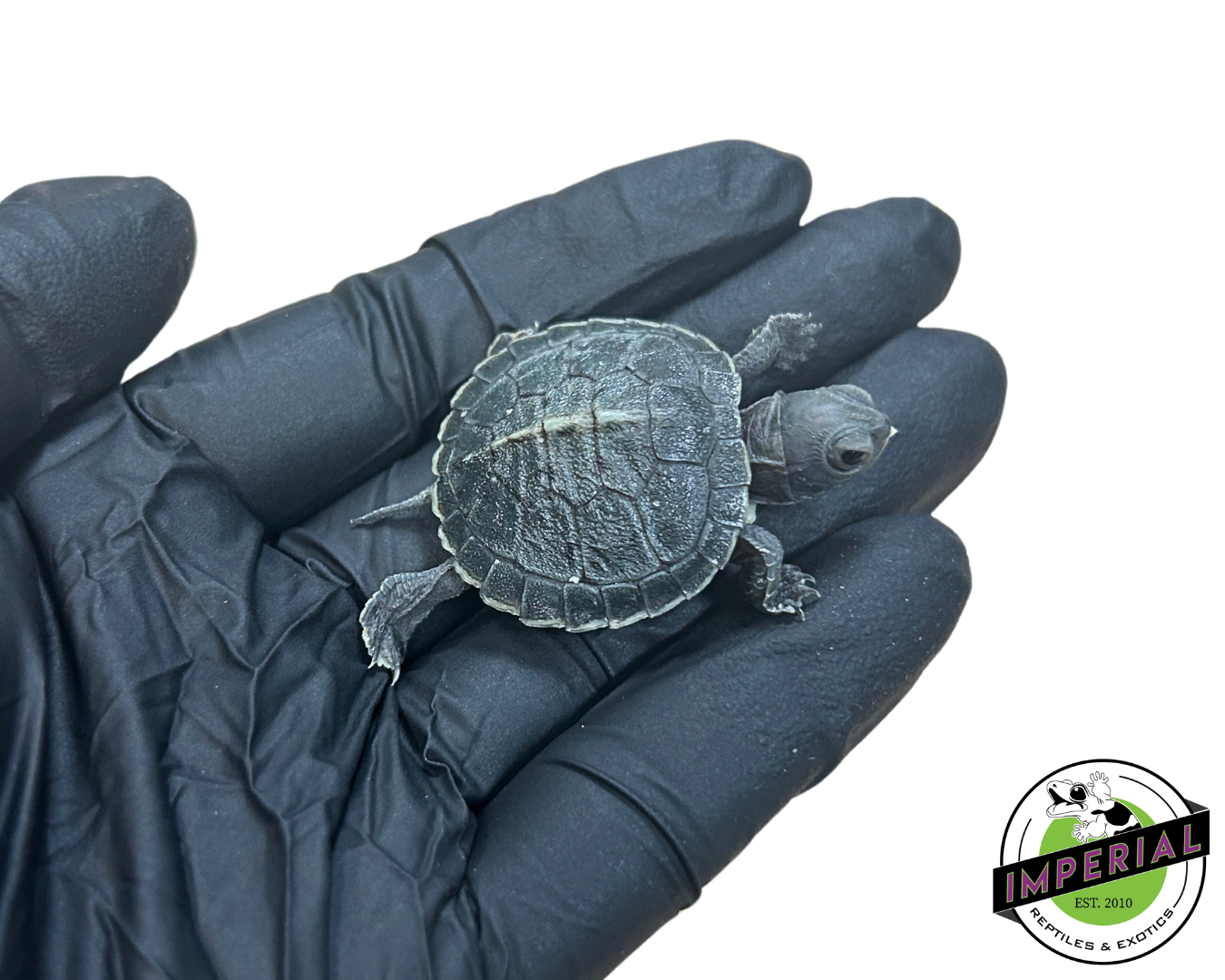 Black Pearl Red Eared Slider Turtle for sale, reptiles for sale, buy turtles online