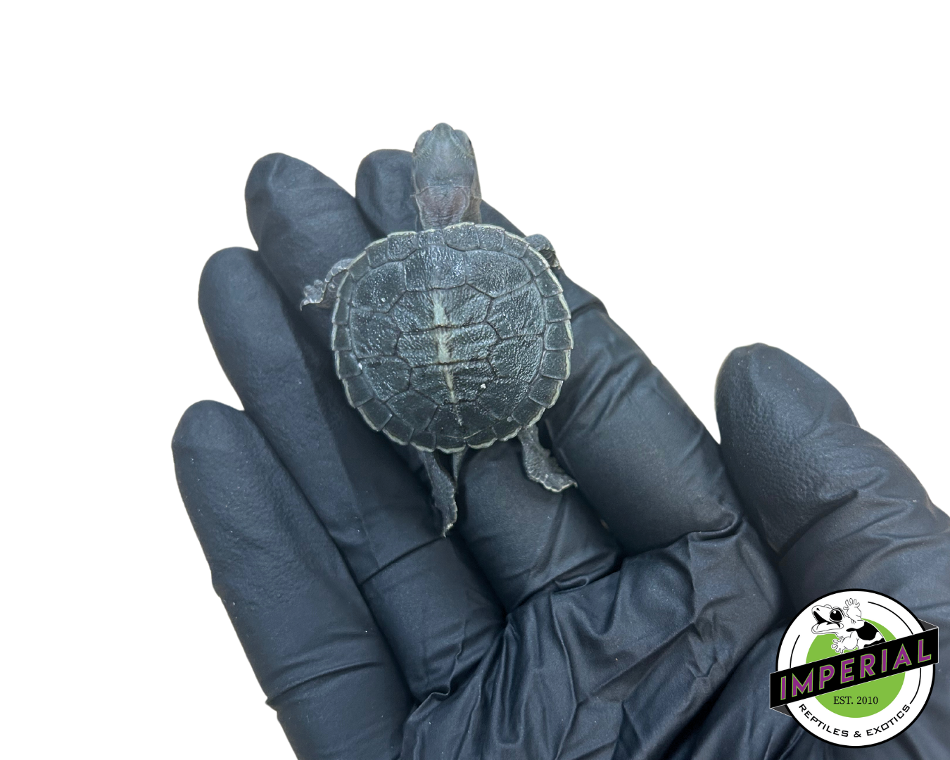 Black Pearl Red Eared Slider Turtle for sale, reptiles for sale, buy turtles online