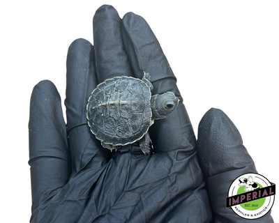 Black Pearl Red Eared Slider Turtle for sale, reptiles for sale, buy turtles online