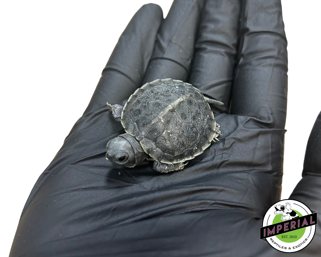 Black Pearl Red Eared Slider Turtle for sale, reptiles for sale, buy turtles online