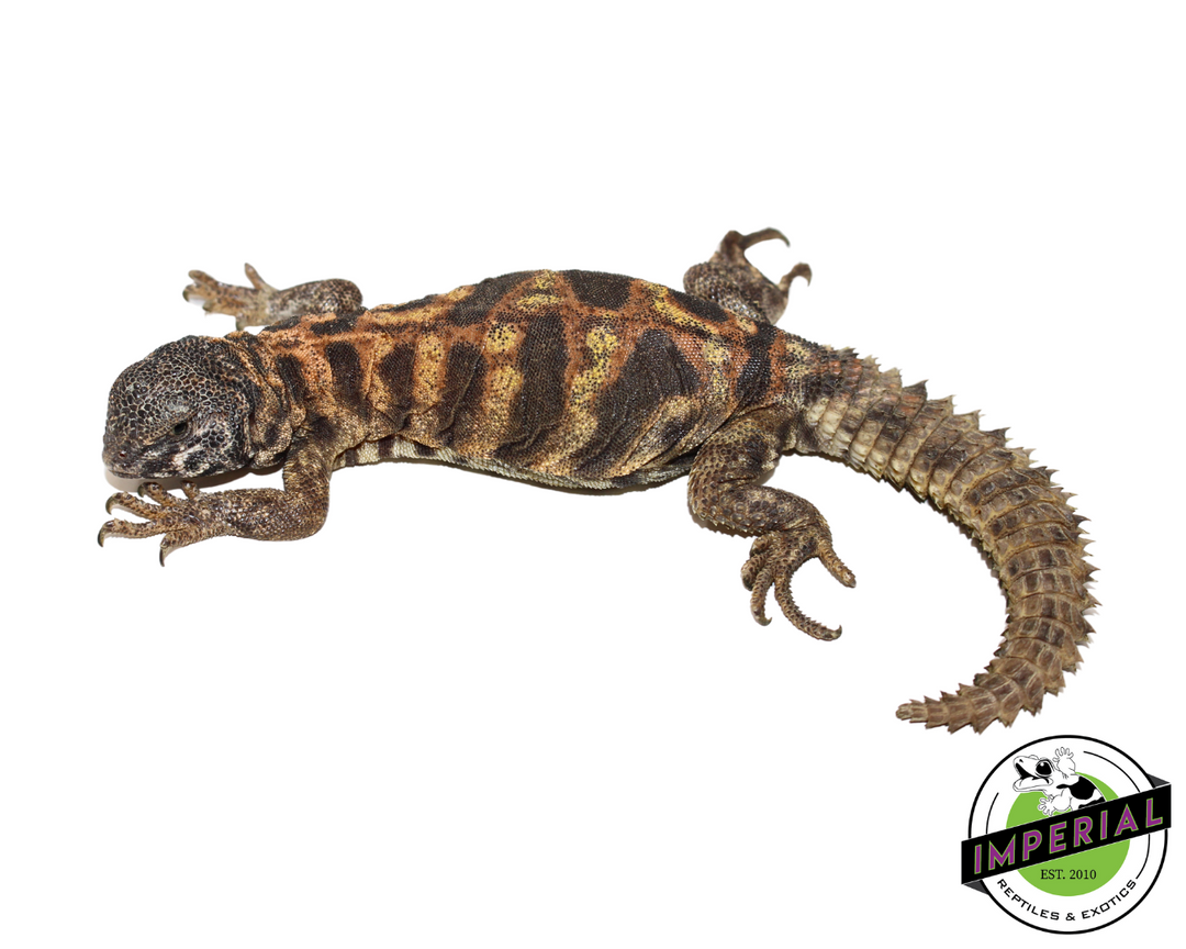 Uromastyx For Sale Imperial Reptiles IMPERIAL REPTILES EXOTICS