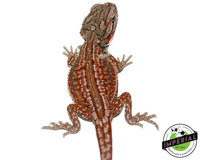 Red Stripe Bearded Dragon Baby for sale, reptiles for sale, buy animals online