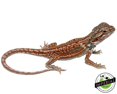 Red Stripe Bearded Dragon Baby for sale, reptiles for sale, buy animals online