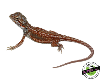 Red Stripe Bearded Dragon Baby for sale, reptiles for sale, buy animals online