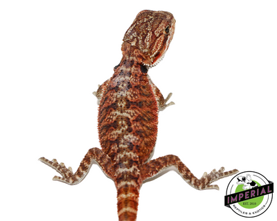 Red Sriracha Bearded Dragon Baby for sale, reptiles for sale, buy animals online