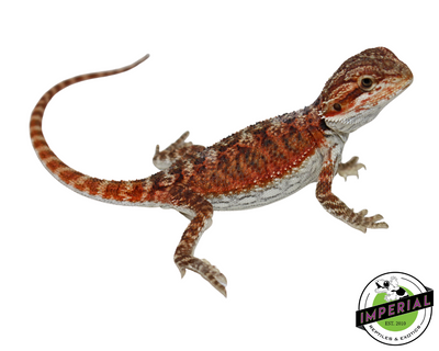 Red Sriracha Bearded Dragon Baby for sale, reptiles for sale, buy animals online