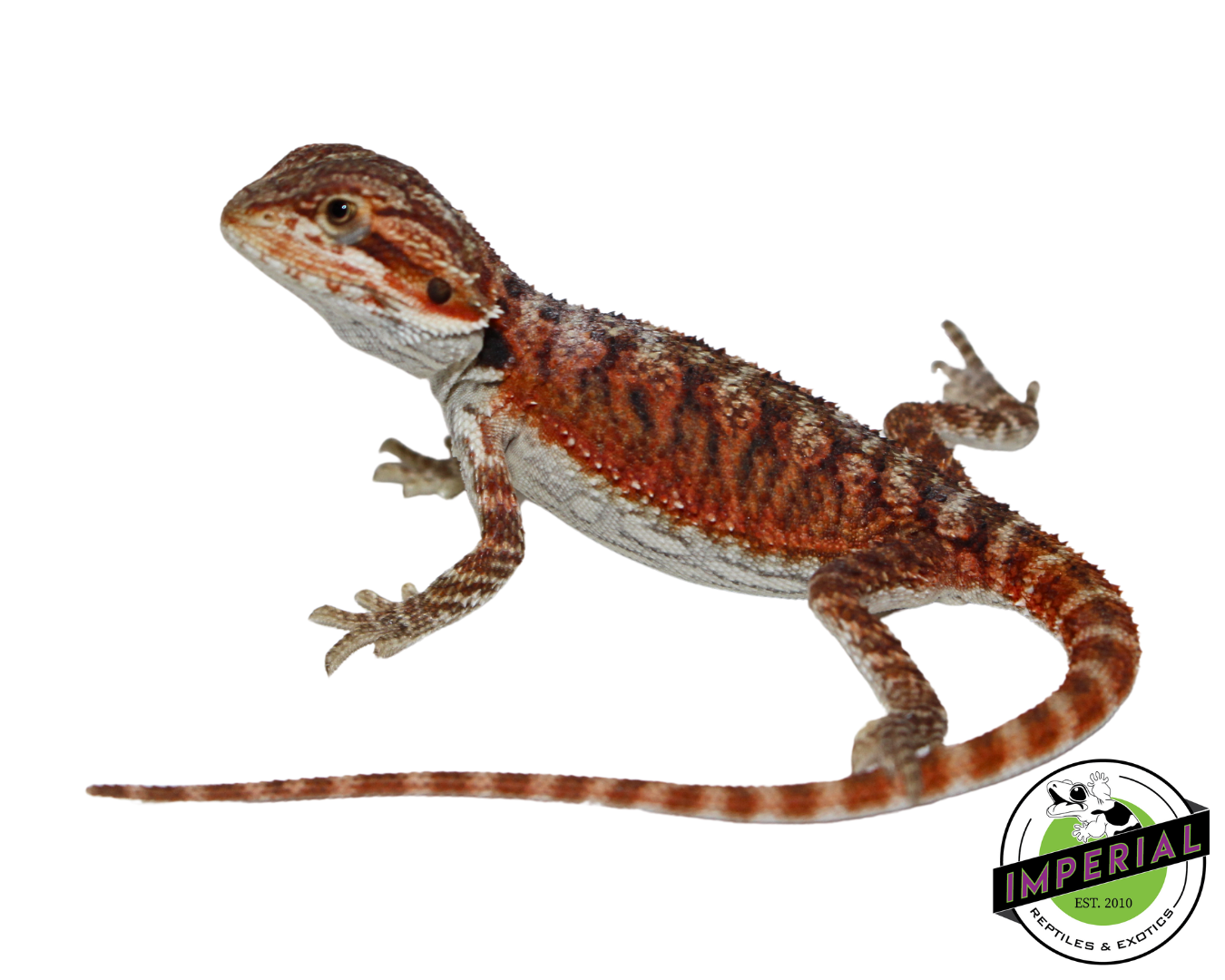 Red Sriracha Bearded Dragon Baby for sale, reptiles for sale, buy animals online