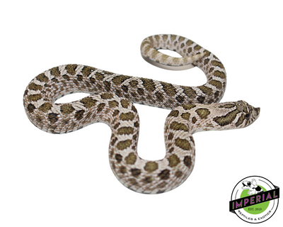 Arctic Western Hognose for sale, buy reptiles online, reptiles for sale, hognose for sale