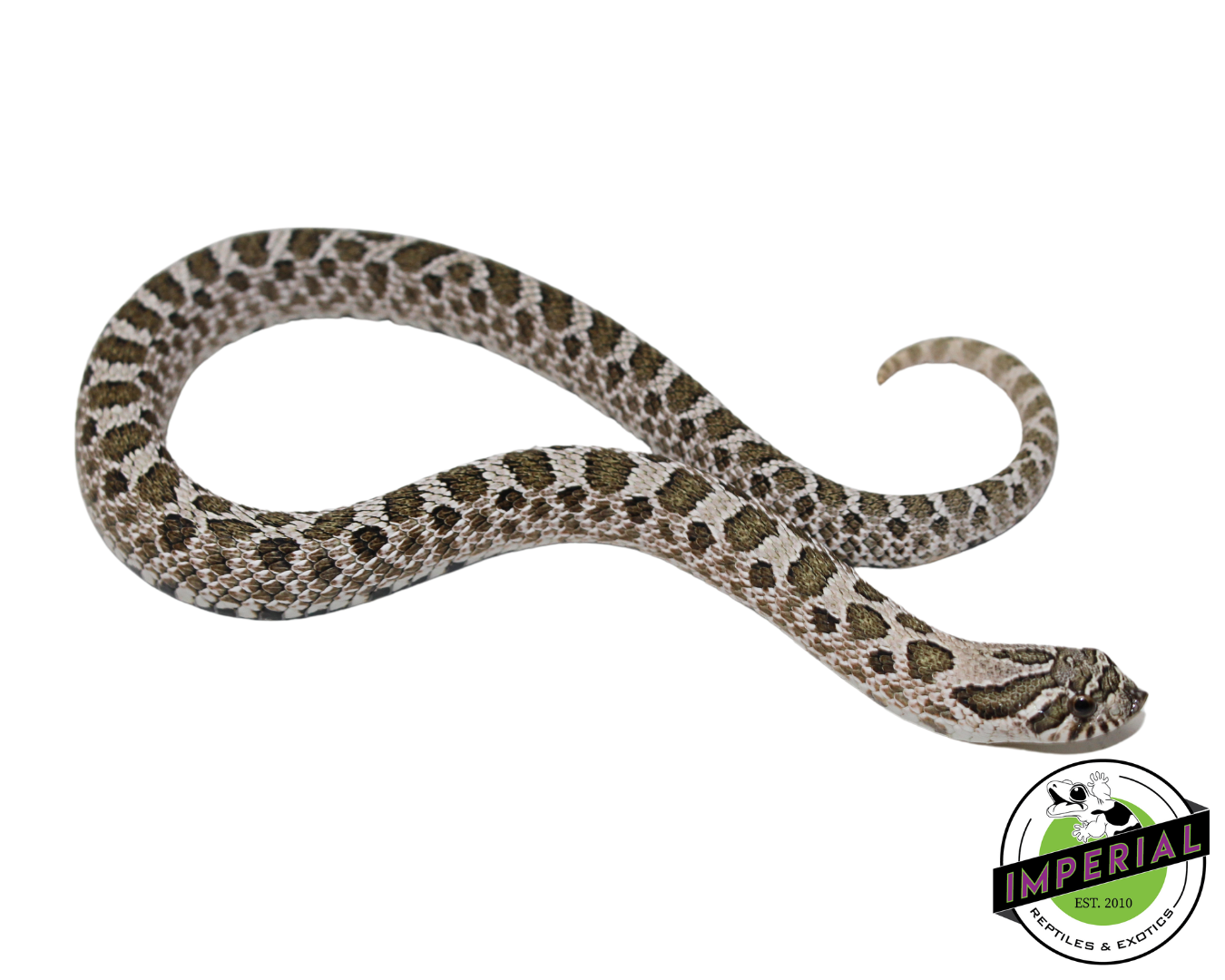 Arctic Western Hognose for sale, buy reptiles online, reptiles for sale, hognose for sale